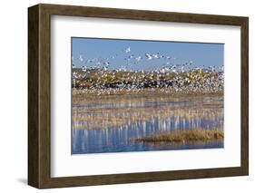 New Mexico, Bosque del Apache NWR. Fall Colors in Grasses-Don Paulson-Framed Photographic Print