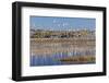 New Mexico, Bosque del Apache NWR. Fall Colors in Grasses-Don Paulson-Framed Photographic Print