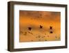 New Mexico, Bosque del Apache NWR. Sandhill Cranes Flying at Sunset-Don Paulson-Framed Photographic Print