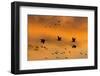 New Mexico, Bosque del Apache NWR. Sandhill Cranes Flying at Sunset-Don Paulson-Framed Photographic Print