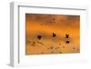 New Mexico, Bosque del Apache NWR. Sandhill Cranes Flying at Sunset-Don Paulson-Framed Photographic Print