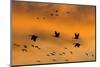 New Mexico, Bosque del Apache NWR. Sandhill Cranes Flying at Sunset-Don Paulson-Mounted Photographic Print