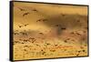 New Mexico, Bosque del Apache NWR. Snow Geese Flying at Sunset-Don Paulson-Framed Stretched Canvas