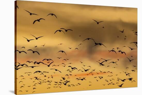 New Mexico, Bosque del Apache NWR. Snow Geese Flying at Sunset-Don Paulson-Stretched Canvas
