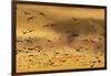 New Mexico, Bosque del Apache NWR. Snow Geese Flying at Sunset-Don Paulson-Framed Photographic Print