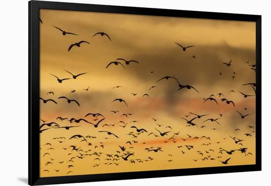 New Mexico, Bosque del Apache NWR. Snow Geese Flying at Sunset-Don Paulson-Framed Photographic Print