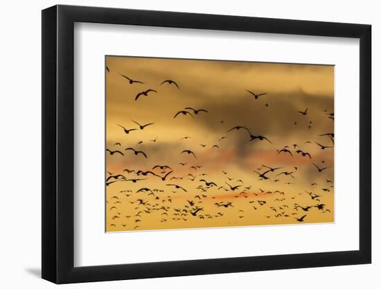 New Mexico, Bosque del Apache NWR. Snow Geese Flying at Sunset-Don Paulson-Framed Photographic Print