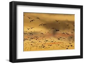 New Mexico, Bosque del Apache NWR. Snow Geese Flying at Sunset-Don Paulson-Framed Photographic Print