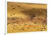 New Mexico, Bosque del Apache NWR. Snow Geese Flying at Sunset-Don Paulson-Framed Premium Photographic Print