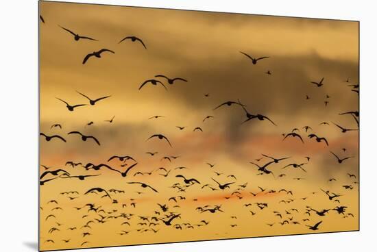 New Mexico, Bosque del Apache NWR. Snow Geese Flying at Sunset-Don Paulson-Mounted Premium Photographic Print