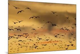 New Mexico, Bosque del Apache NWR. Snow Geese Flying at Sunset-Don Paulson-Mounted Premium Photographic Print