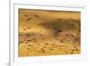 New Mexico, Bosque del Apache NWR. Snow Geese Flying at Sunset-Don Paulson-Framed Photographic Print