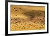 New Mexico, Bosque del Apache NWR. Snow Geese Flying at Sunset-Don Paulson-Framed Photographic Print