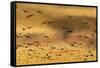 New Mexico, Bosque del Apache NWR. Snow Geese Flying at Sunset-Don Paulson-Framed Stretched Canvas