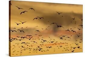 New Mexico, Bosque del Apache NWR. Snow Geese Flying at Sunset-Don Paulson-Stretched Canvas