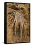 New Mexico, Carlsbad Caverns National Park. Calcite Flowstone in the Big Room-Kevin Oke-Framed Stretched Canvas