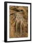 New Mexico, Carlsbad Caverns National Park. Calcite Flowstone in the Big Room-Kevin Oke-Framed Photographic Print