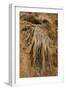 New Mexico, Carlsbad Caverns National Park. Calcite Flowstone in the Big Room-Kevin Oke-Framed Photographic Print