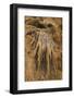 New Mexico, Carlsbad Caverns National Park. Calcite Flowstone in the Big Room-Kevin Oke-Framed Photographic Print