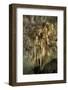 New Mexico, Carlsbad Caverns National Park. the Chandelier Stalactite Formation-Kevin Oke-Framed Photographic Print