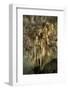 New Mexico, Carlsbad Caverns National Park. the Chandelier Stalactite Formation-Kevin Oke-Framed Photographic Print