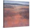 New Mexico Red-Jeannie Sellmer-Stretched Canvas