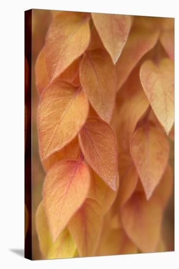 New Mexico, Santa Fe. Yellow Leaves Close-Up-Jaynes Gallery-Stretched Canvas