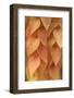 New Mexico, Santa Fe. Yellow Leaves Close-Up-Jaynes Gallery-Framed Photographic Print