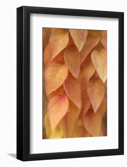 New Mexico, Santa Fe. Yellow Leaves Close-Up-Jaynes Gallery-Framed Photographic Print