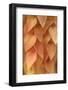 New Mexico, Santa Fe. Yellow Leaves Close-Up-Jaynes Gallery-Framed Photographic Print