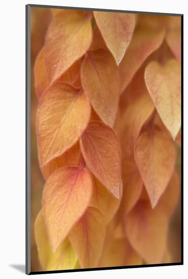 New Mexico, Santa Fe. Yellow Leaves Close-Up-Jaynes Gallery-Mounted Photographic Print
