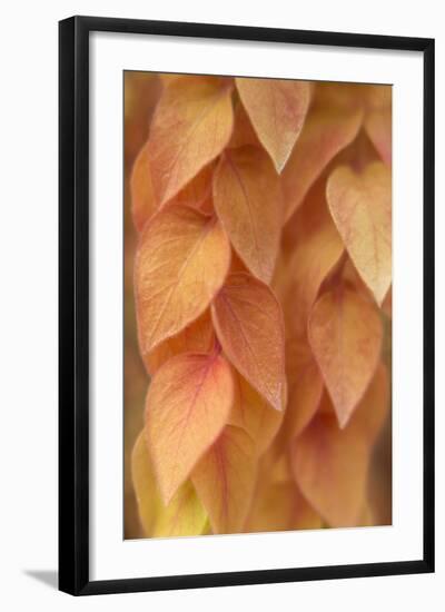 New Mexico, Santa Fe. Yellow Leaves Close-Up-Jaynes Gallery-Framed Photographic Print