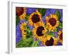 New Mexico Sunflowers-Mary Russel-Framed Giclee Print