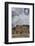 New Mexico, Taos. Taos Pueblo, Pre Hispanic Architecture-Luc Novovitch-Framed Photographic Print