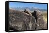 New Mexico, Three Rivers Petroglyph Site. Petroglyph on Rocks-Don Paulson-Framed Stretched Canvas