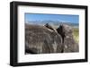 New Mexico, Three Rivers Petroglyph Site. Petroglyph on Rocks-Don Paulson-Framed Photographic Print