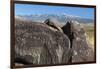 New Mexico, Three Rivers Petroglyph Site. Petroglyph on Rocks-Don Paulson-Framed Photographic Print