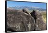 New Mexico, Three Rivers Petroglyph Site. Petroglyph on Rocks-Don Paulson-Framed Stretched Canvas