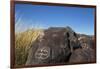 New Mexico, Three Rivers Petroglyph Site. Petroglyph on Rocks-Don Paulson-Framed Photographic Print