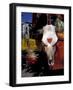 New Mexico, USA-Judith Haden-Framed Photographic Print