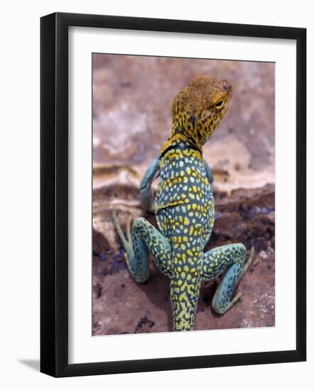 New Mexico, USA-Judith Haden-Framed Photographic Print