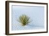 New Mexico, White Sands National Monument. Close-Up of Yucca and Sand Ripples-Jaynes Gallery-Framed Photographic Print