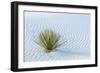 New Mexico, White Sands National Monument. Close-Up of Yucca and Sand Ripples-Jaynes Gallery-Framed Photographic Print