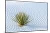 New Mexico, White Sands National Monument. Close-Up of Yucca and Sand Ripples-Jaynes Gallery-Mounted Photographic Print