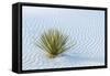 New Mexico, White Sands National Monument. Close-Up of Yucca and Sand Ripples-Jaynes Gallery-Framed Stretched Canvas