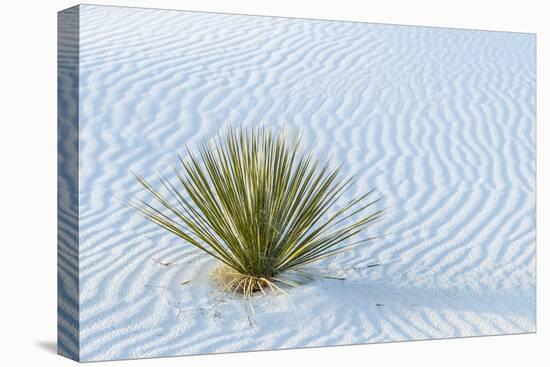 New Mexico, White Sands National Monument. Close-Up of Yucca and Sand Ripples-Jaynes Gallery-Stretched Canvas