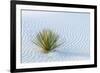 New Mexico, White Sands National Monument. Close-Up of Yucca and Sand Ripples-Jaynes Gallery-Framed Photographic Print