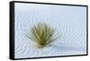 New Mexico, White Sands National Monument. Close-Up of Yucca and Sand Ripples-Jaynes Gallery-Framed Stretched Canvas