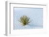 New Mexico, White Sands National Monument. Close-Up of Yucca and Sand Ripples-Jaynes Gallery-Framed Photographic Print