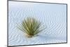 New Mexico, White Sands National Monument. Close-Up of Yucca and Sand Ripples-Jaynes Gallery-Mounted Photographic Print